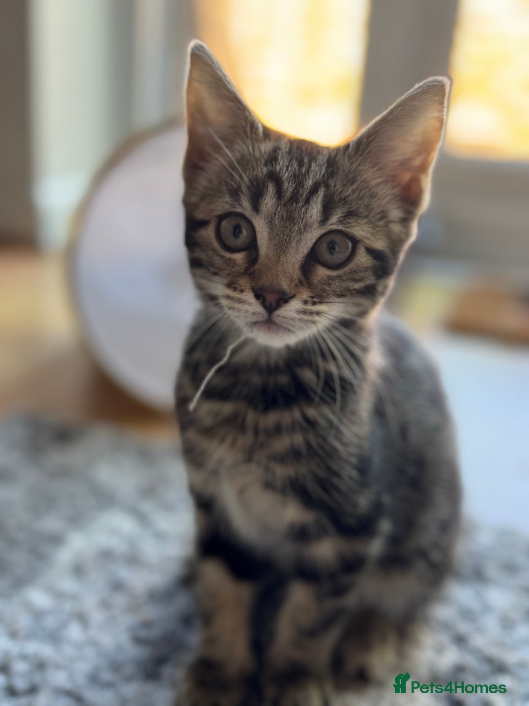 Mixed Breed cats for sale: 12 weeks Tabby/maine coon kitten  in Derby - Image 2