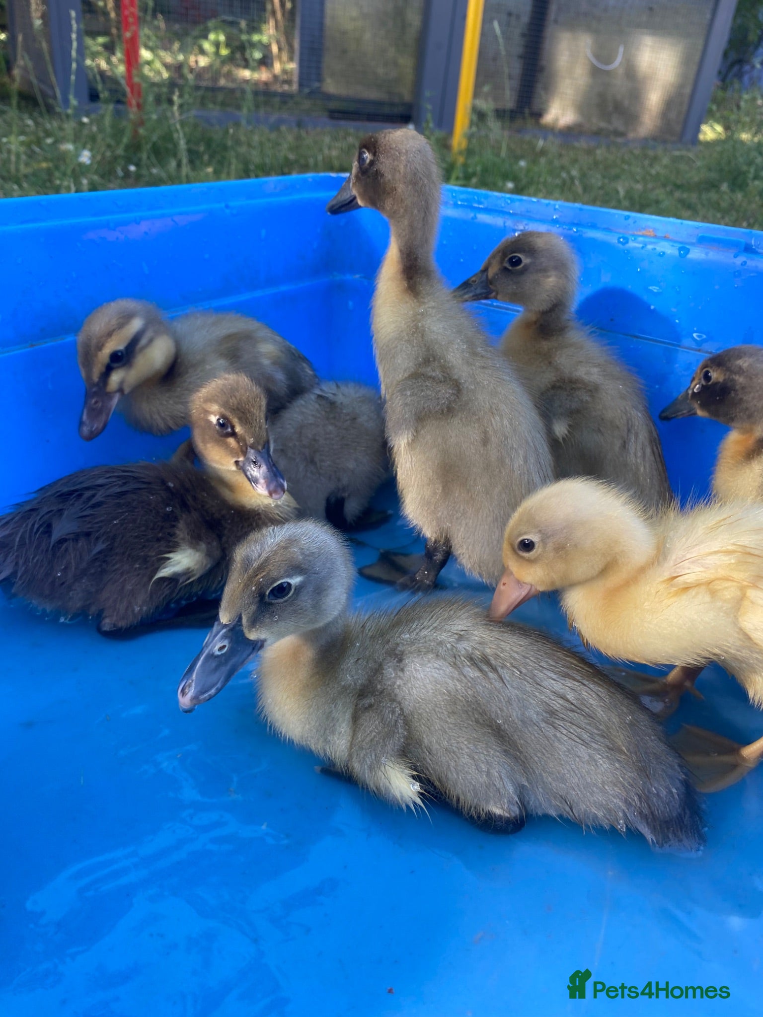 Ducks poultry Unsexed Indian Runner Ducklings + Fertile Eggs - Advert 18