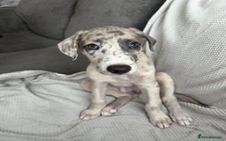 Mixed Breed dogs for sale: Collie Whippet Greyhound  - Image 18
