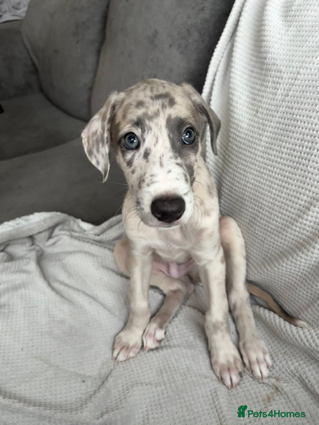 Mixed Breed dogs for sale: Collie Whippet Greyhound  - Image 18