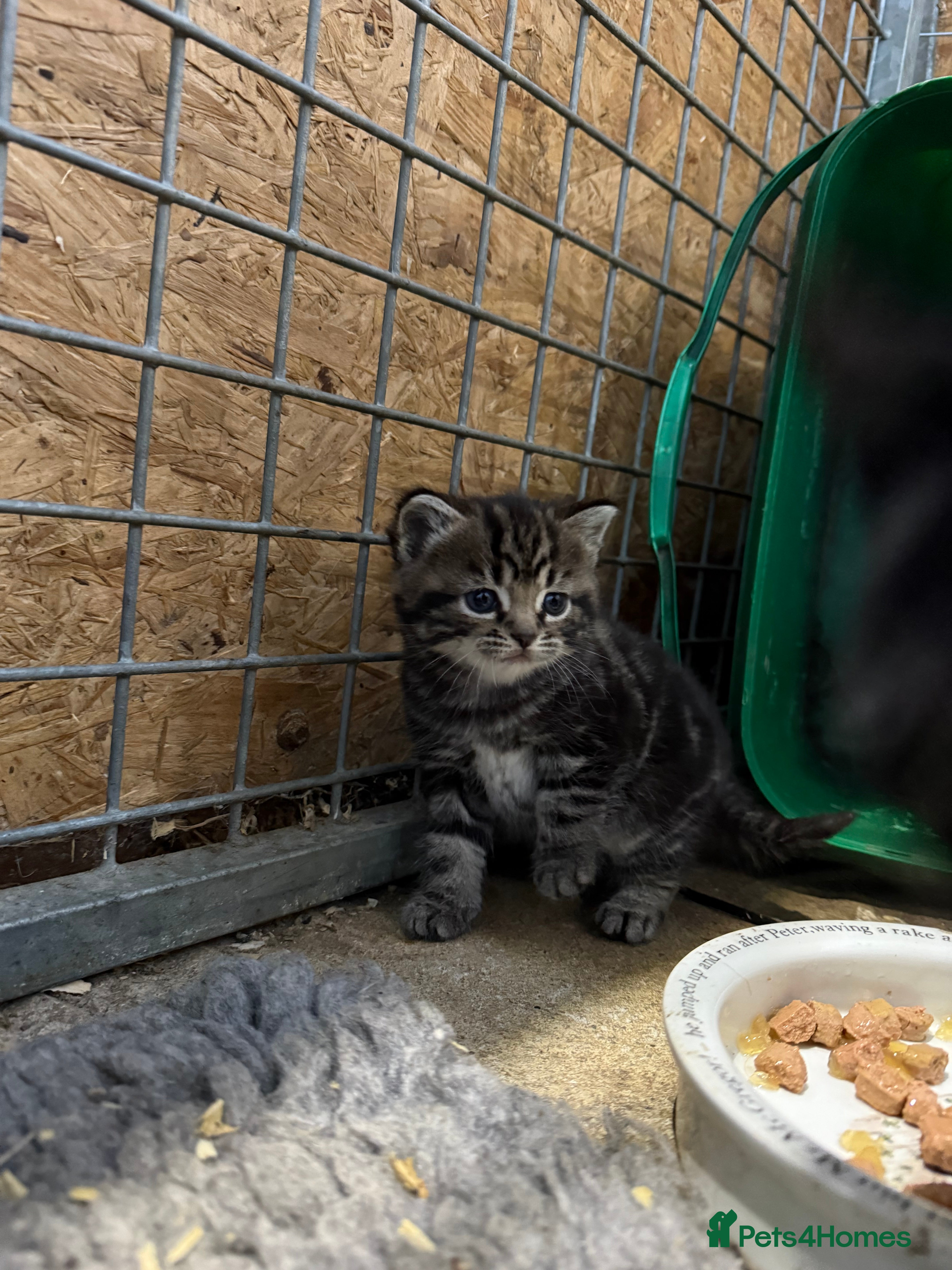 Mixed Breed cats 2 Beautiful Kittens ready to go for half term - Advert 4