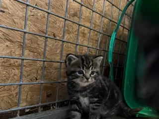 Mixed Breed cats 2 Beautiful Kittens ready to go for half term - Advert 3