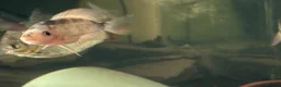 Cichlids fish for sale: Midas cichlid fish  in Basildon - Advert 4