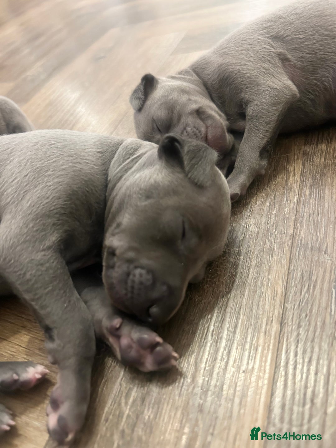 Italian Greyhound dogs for sale: 🐾Exceptional litter of KC Italian Greyhounds 🐾 - Advert 17