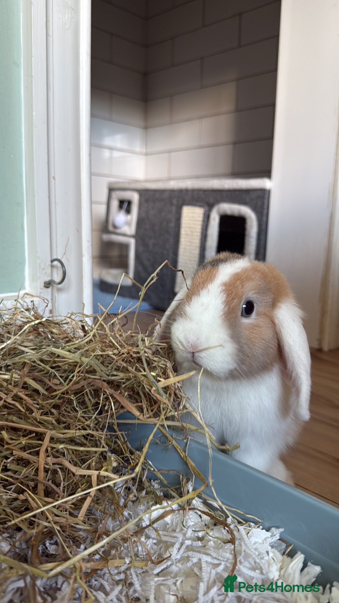 Mini Lop rabbits Mini Lop Buck for sale - Advert 12