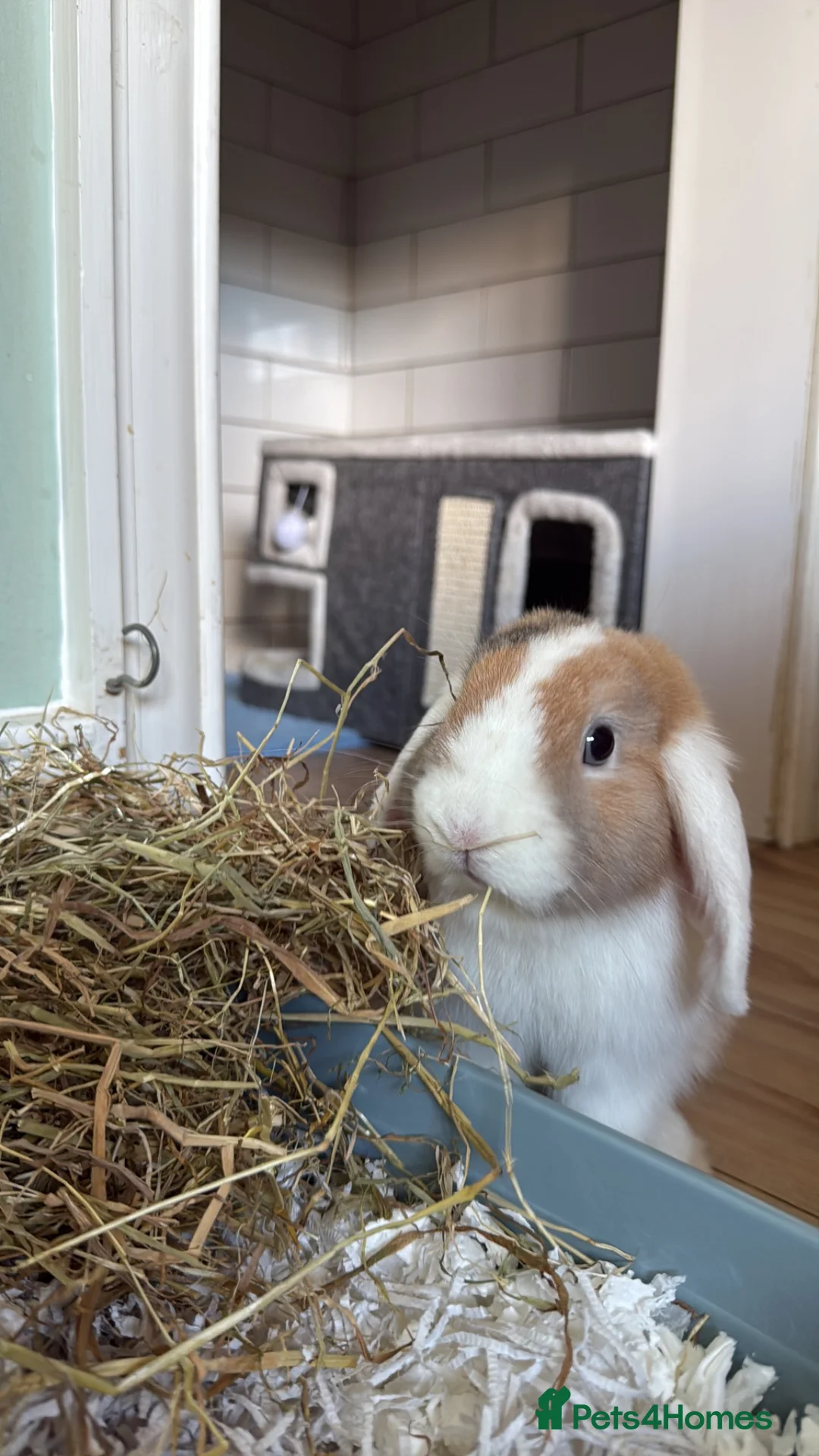 Mini Lop rabbits for sale: Mini Lop Buck for sale - Advert 2