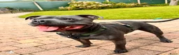 Staffordshire Bull Terrier dogs for stud: Blue Staffordshire bull terrier STUD in Preston - Advert 5