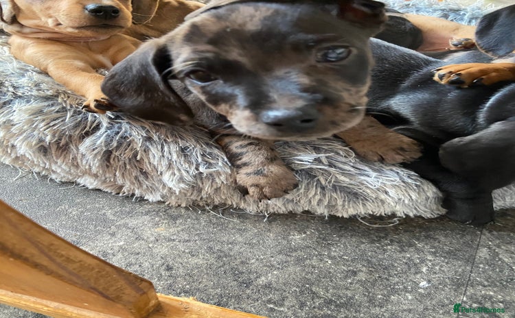 Mixed Breed dogs - Advert 1