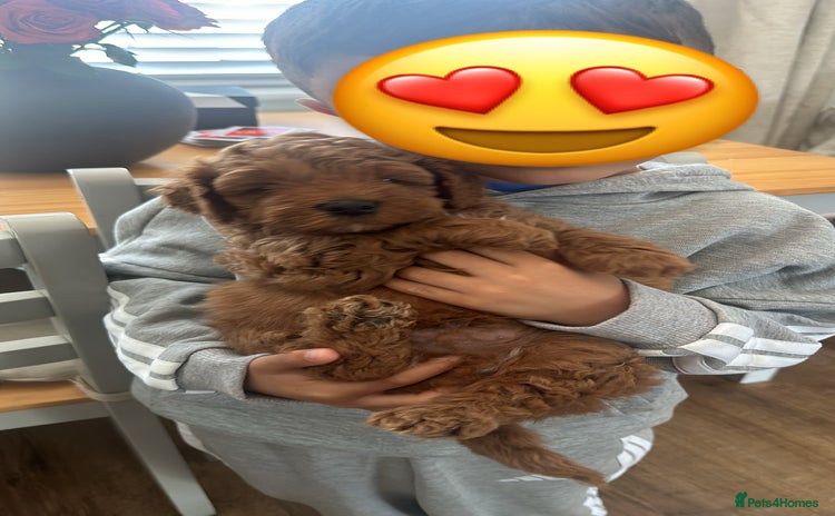 Cockapoo dogs - Advert 1