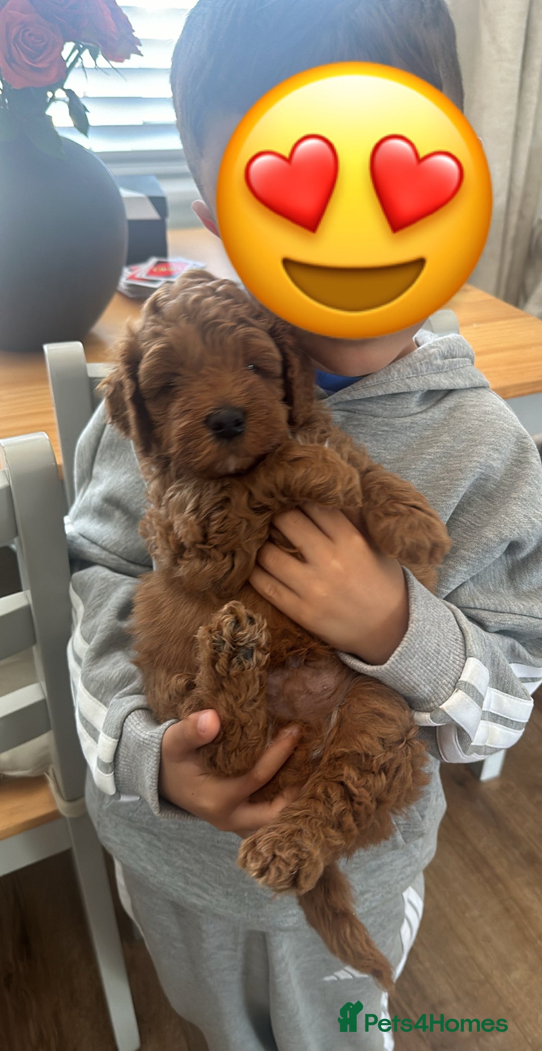 Cockapoo dogs for sale: LAST GORGEOUS RED TOY COCKAPOO PUPPY -  £1850 - Image 1