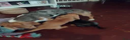 Miniature Dachshund dogs for sale: 2 beautiful dachshund boys left - Advert 3