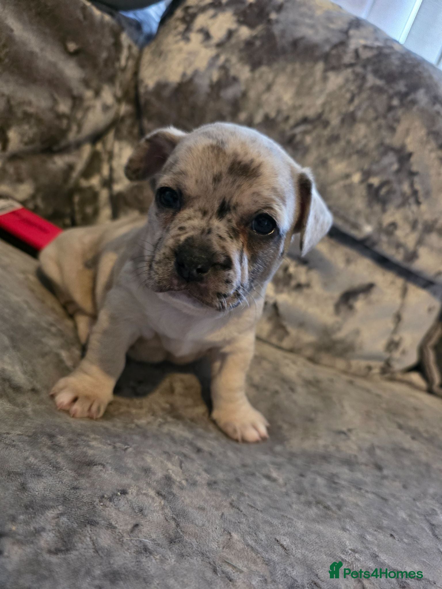 Mixed Breed dogs LAST PUP - Advert 3