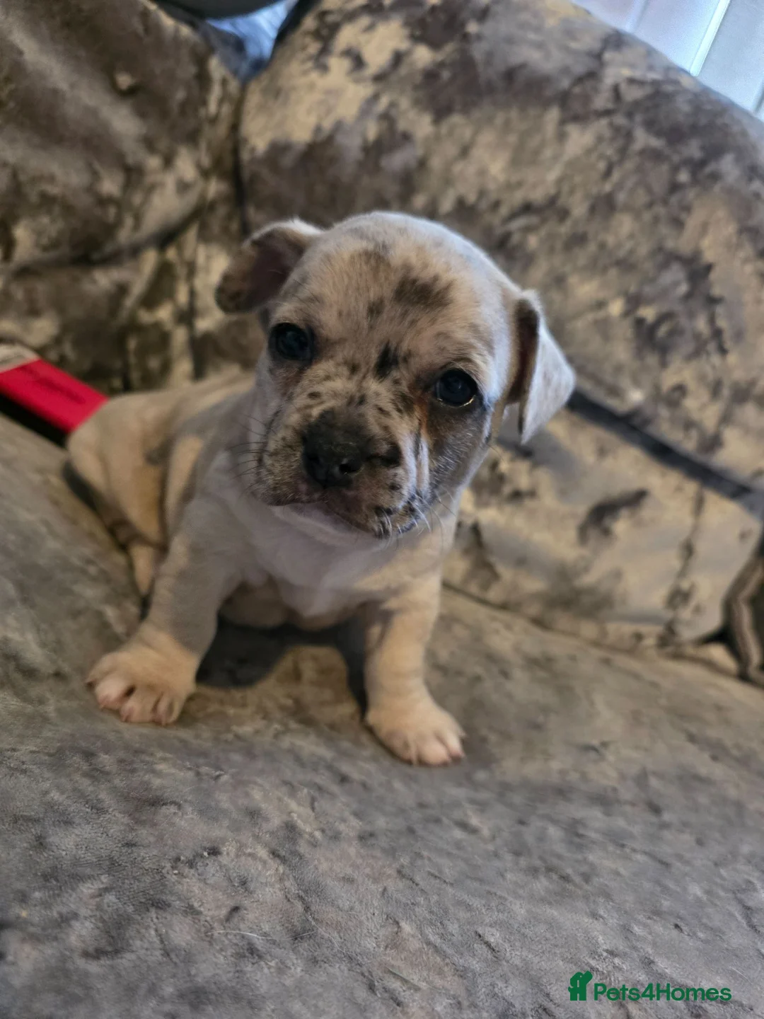 Mixed Breed dogs for sale: LAST PUP - Advert 1