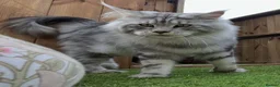 Maine Coon cats for stud: BEST MC KITTEN 2024 - BLACK SILVER CLASSIC TABBY in Flint - Advert 6