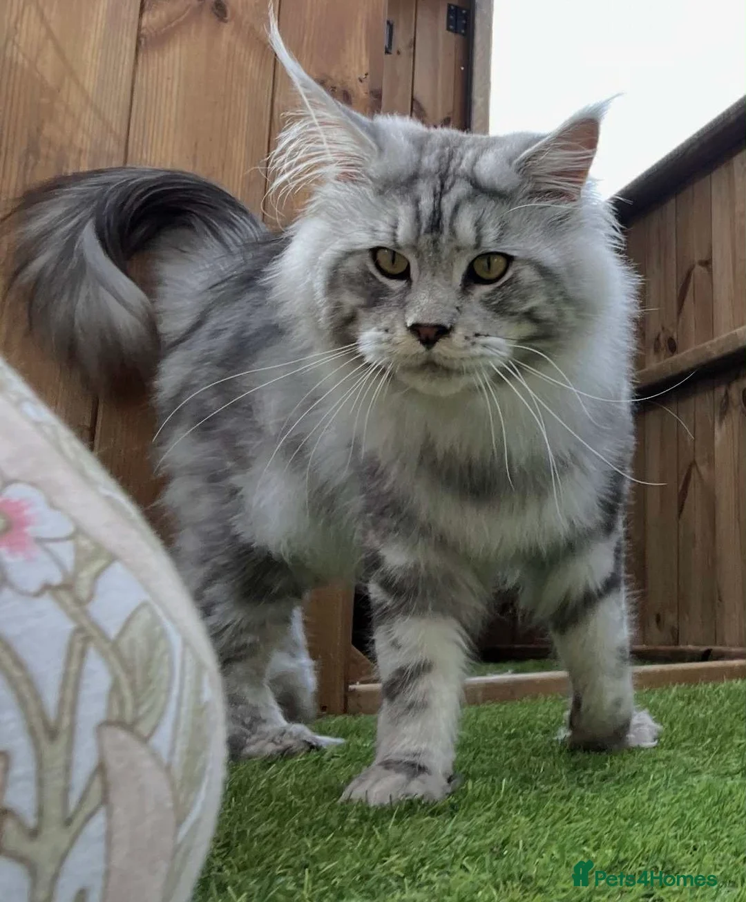 Maine Coon cats for stud: BEST MC KITTEN 2024 - BLACK SILVER CLASSIC TABBY in Flint - Advert 6
