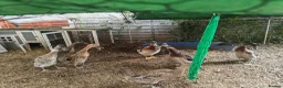 Ducks poultry for sale: 7 runner ducks in Harleston - Advert 1