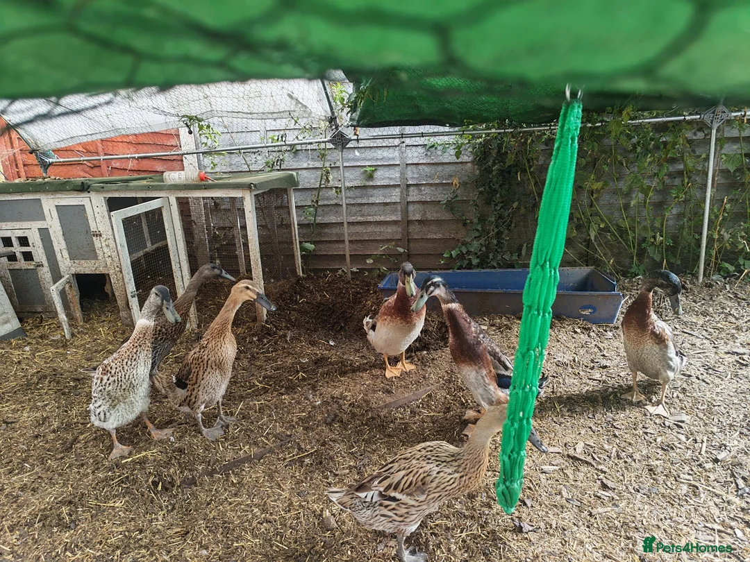 Ducks poultry for sale: 7 runner ducks in Harleston - Advert 1