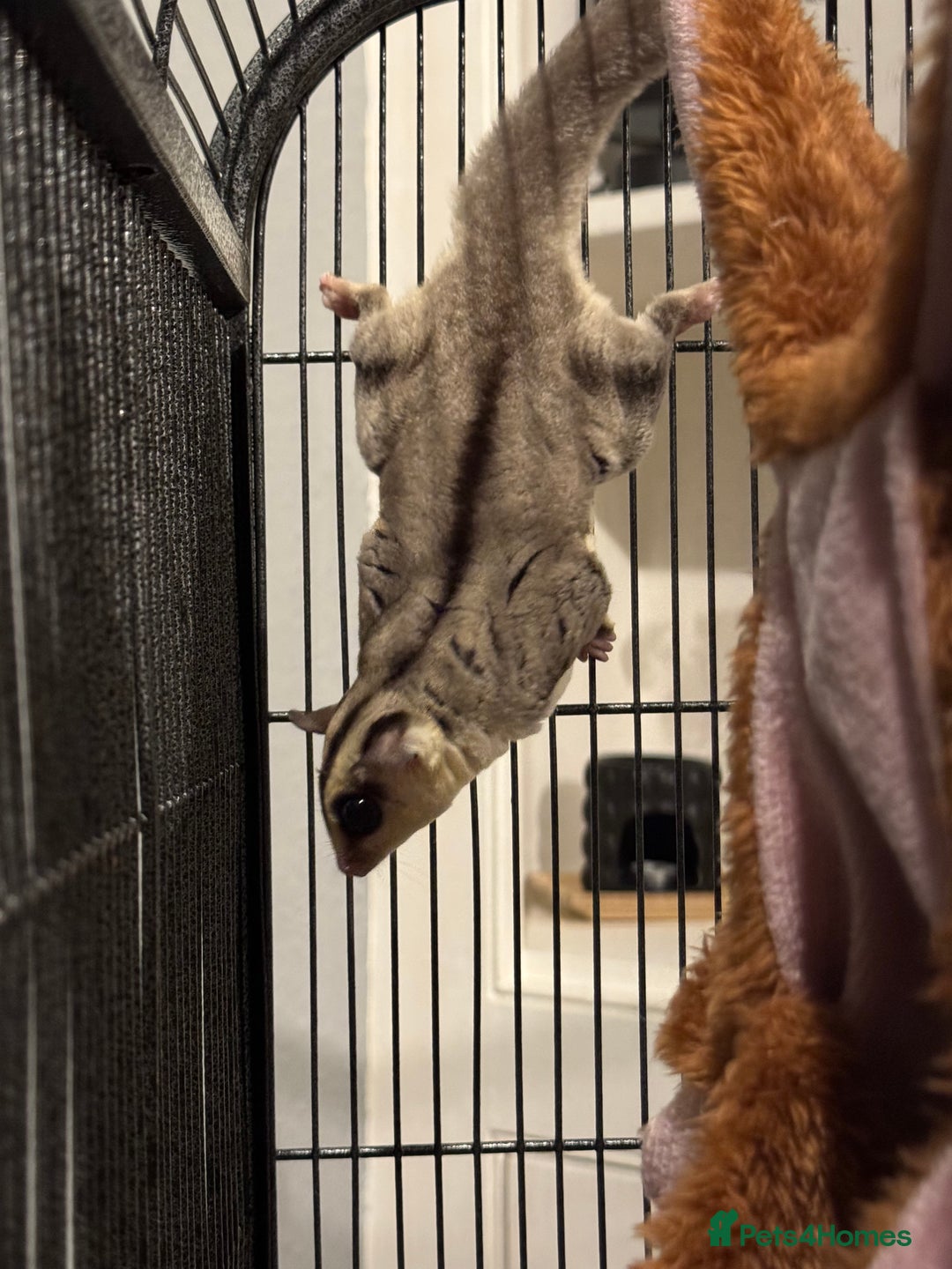 Sugar Glider rodents for sale: Sugar glider and full set up - Image 7