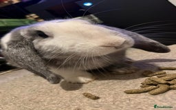 Mixed Breed rabbits for sale: Male Rabbit (Kyber) - Image 4