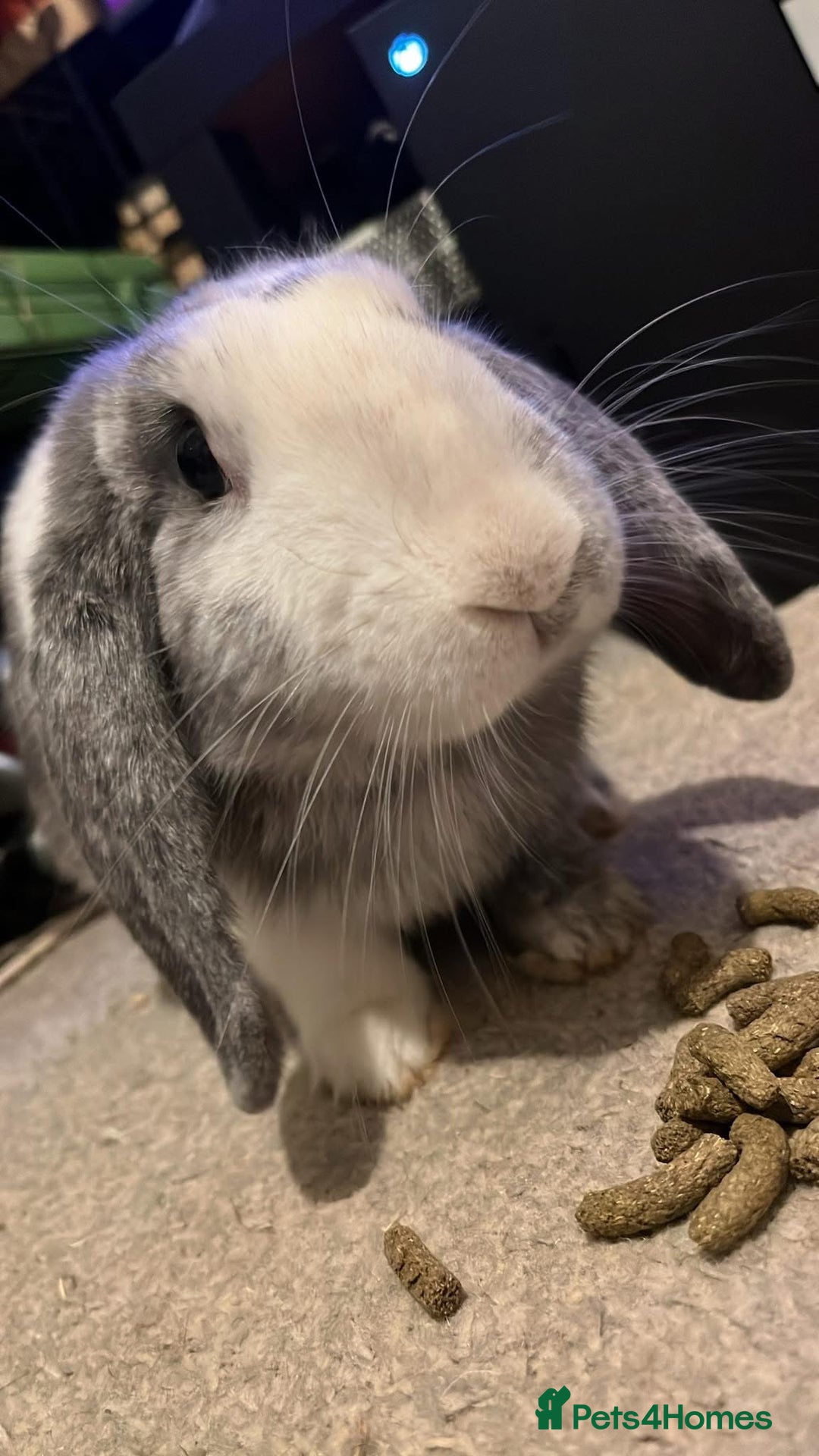 Mixed Breed rabbits for sale: Male Rabbit (Kyber) - Image 4