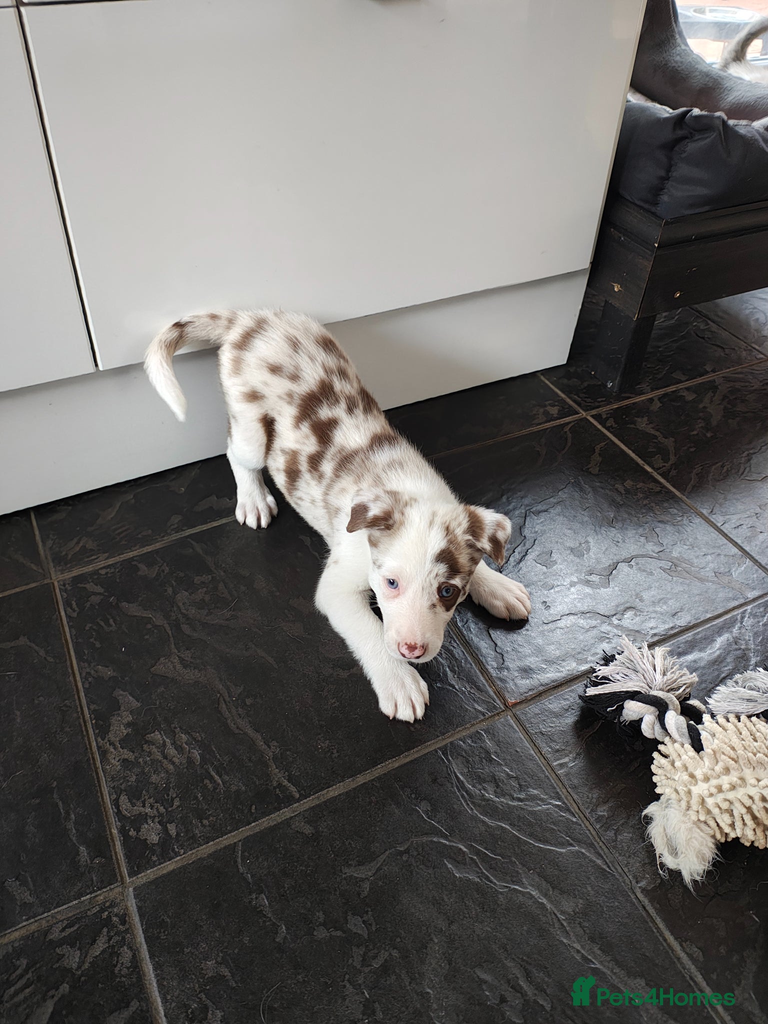 Border Collie dogs Border collie puppies - Advert 13
