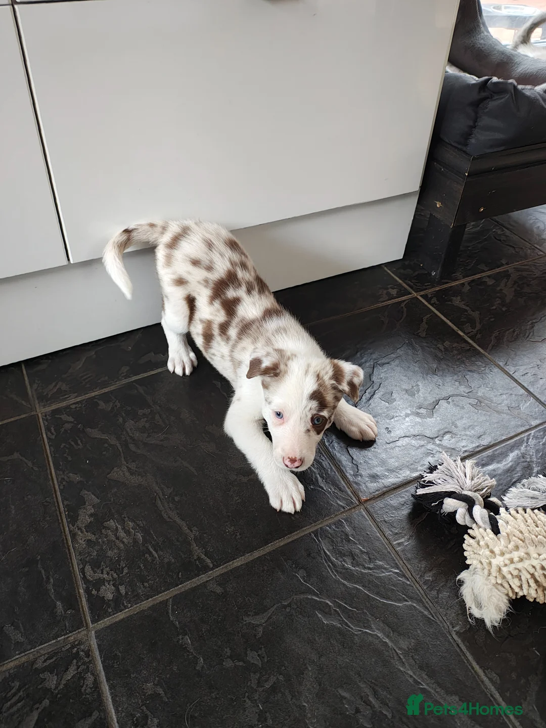 Border Collie dogs for sale: Border collie puppies - Advert 1
