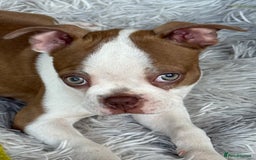 Boston Terrier dogs for sale: 2 females left !!!!!!! - Image 19
