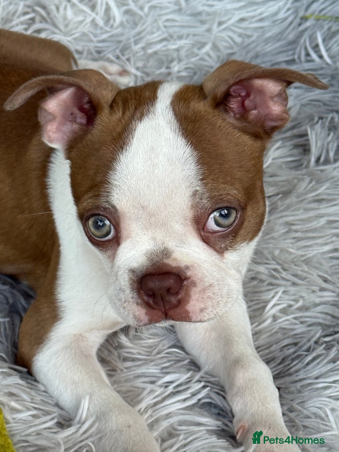 Boston Terrier dogs for sale: 2 females left !!!!!!! - Image 19