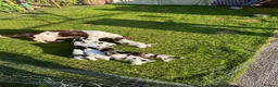 English Springer Spaniel dogs for sale: English Springer Spaniel puppies for sale. - Advert 24