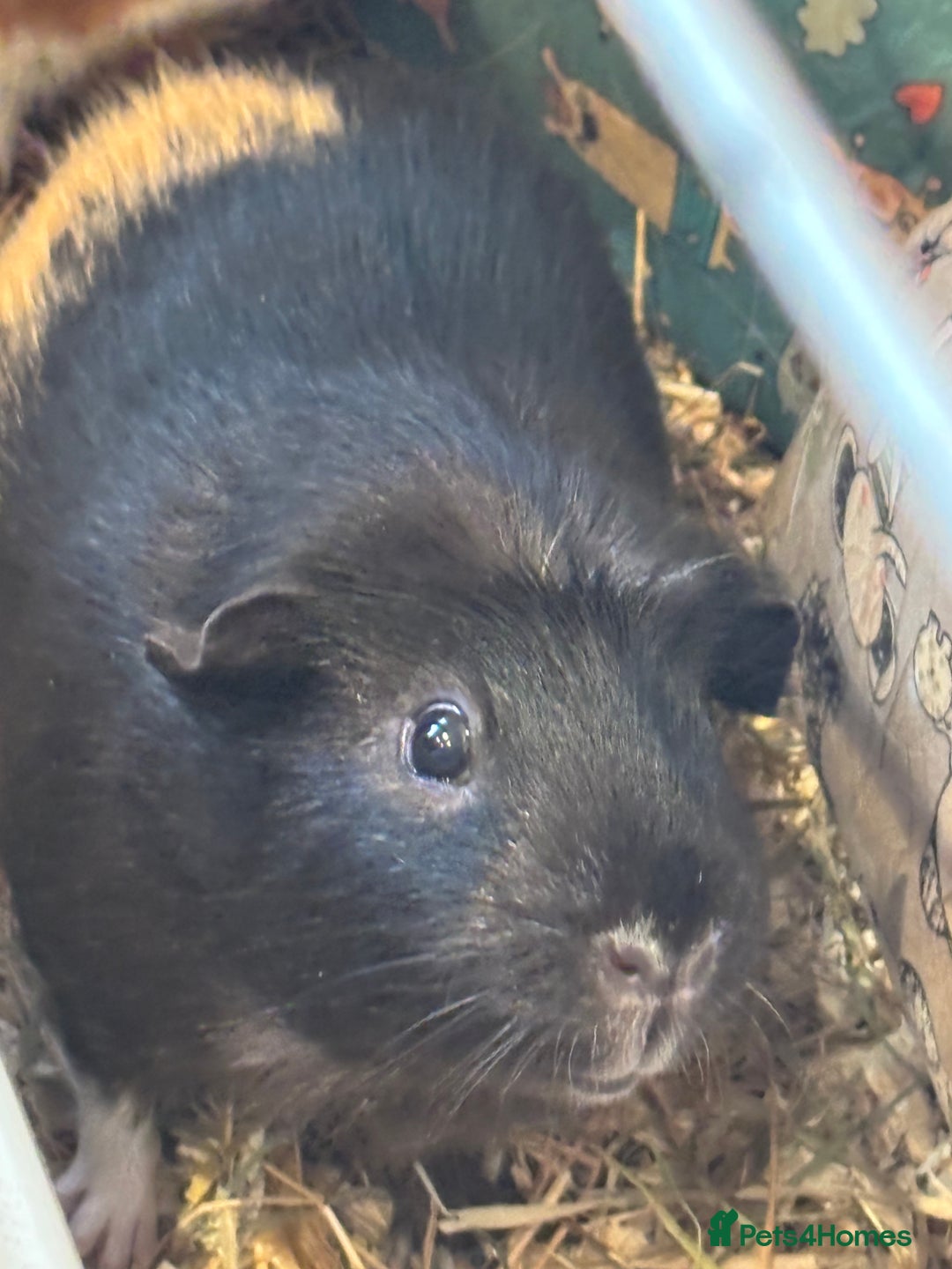 Guinea Pig rodents for sale: Guinea pigs - Advert 7