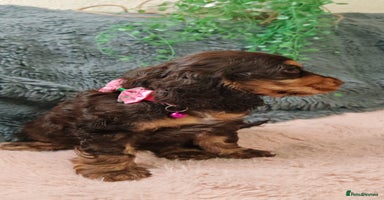 Cocker Spaniel dogs - Advert 4