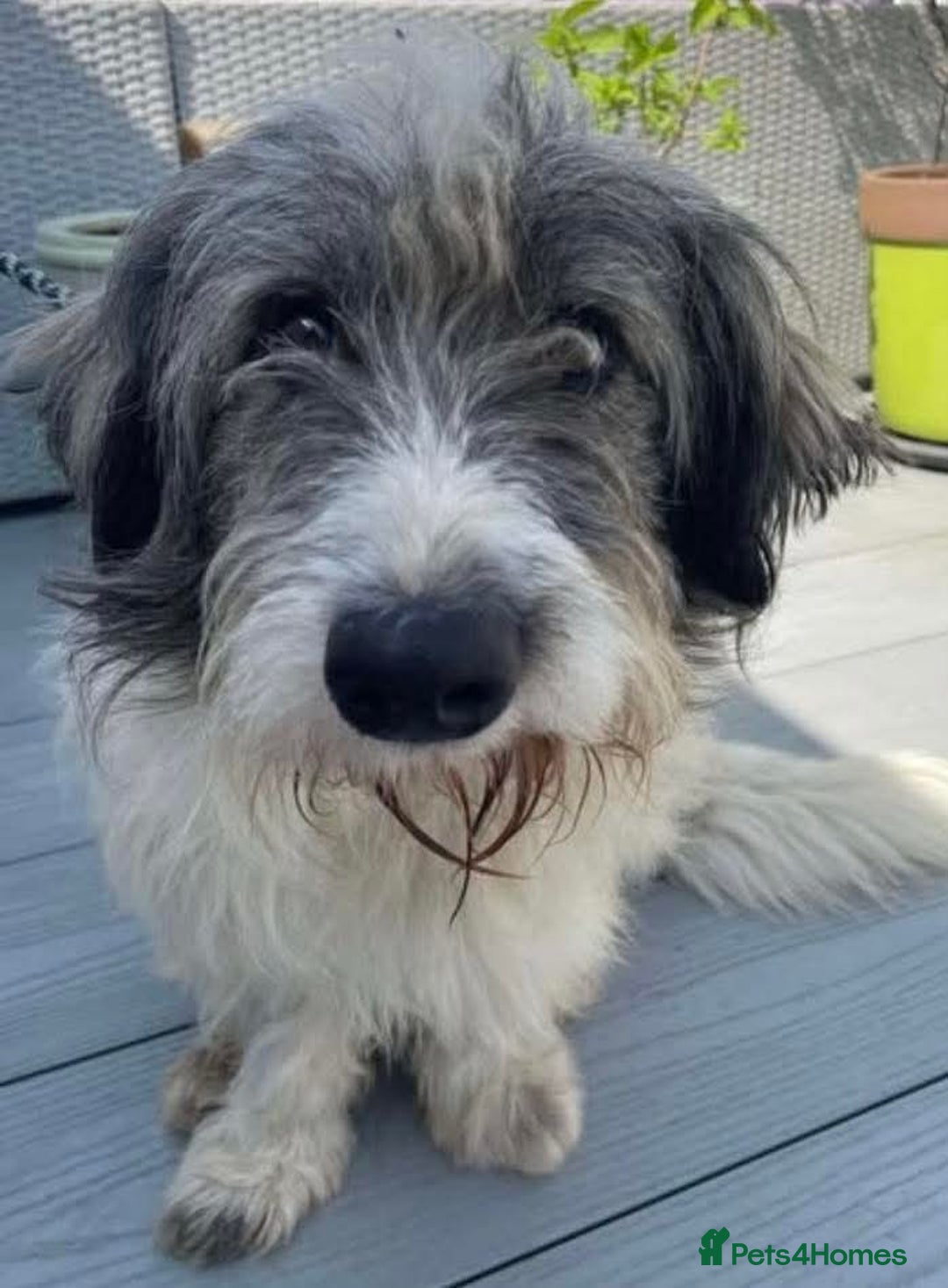 Mixed Breed dogs for adoption: Meet Fritz, currently residing in Kent - Image 1