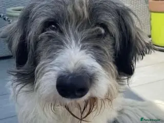 Mixed Breed dogs Meet Fritz, currently residing in Kent - Advert 19