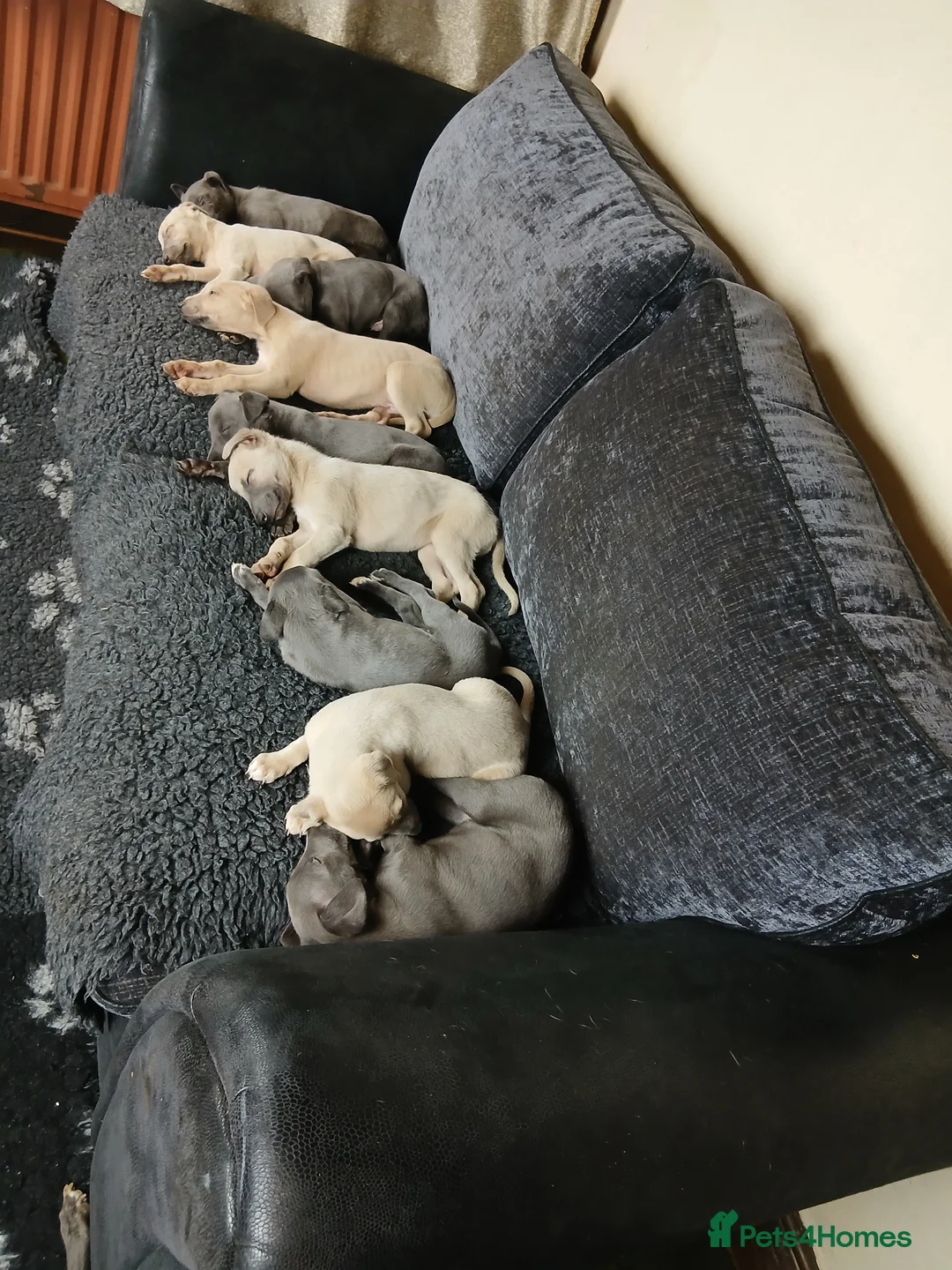 Whippet dogs for sale: Whippet Pups High Quality Crufts Winning Bloodline - Advert 19