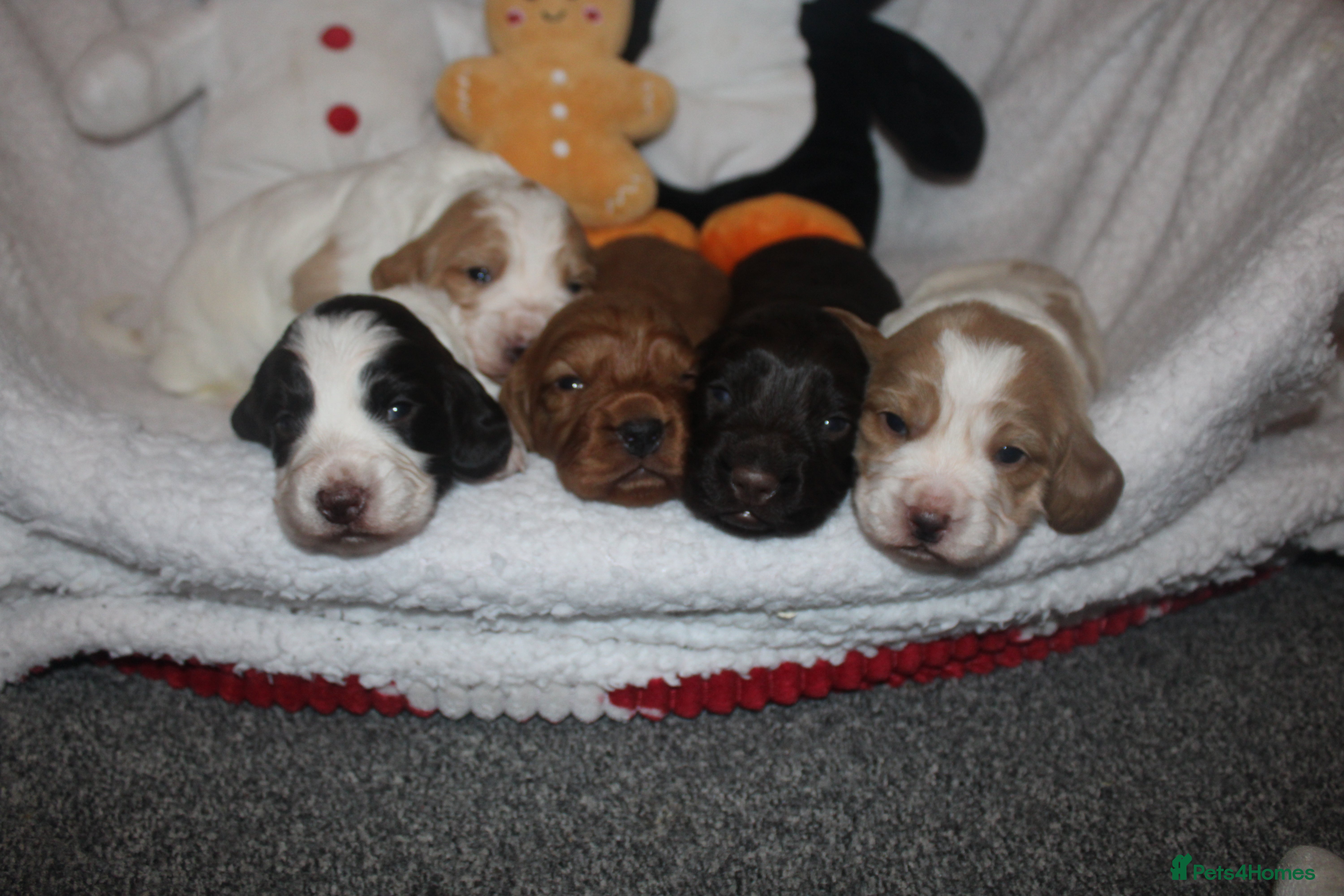 Cocker Spaniel dogs Working cocker spaniels - Advert 17