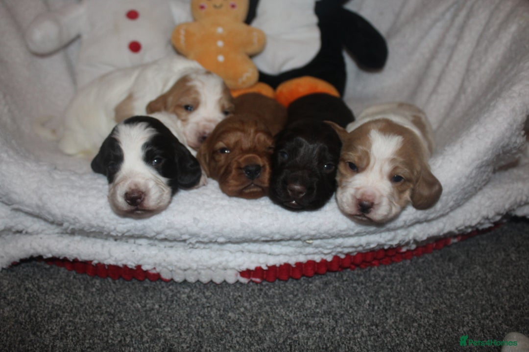 Cocker Spaniel dogs for sale: Working cocker spaniels - Advert 1