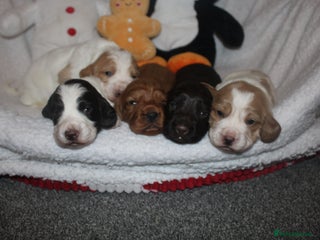 Cocker Spaniel dogs Working cocker spaniels - Advert 1