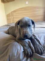 Great Dane dogs Great Dane puppies - Advert 4