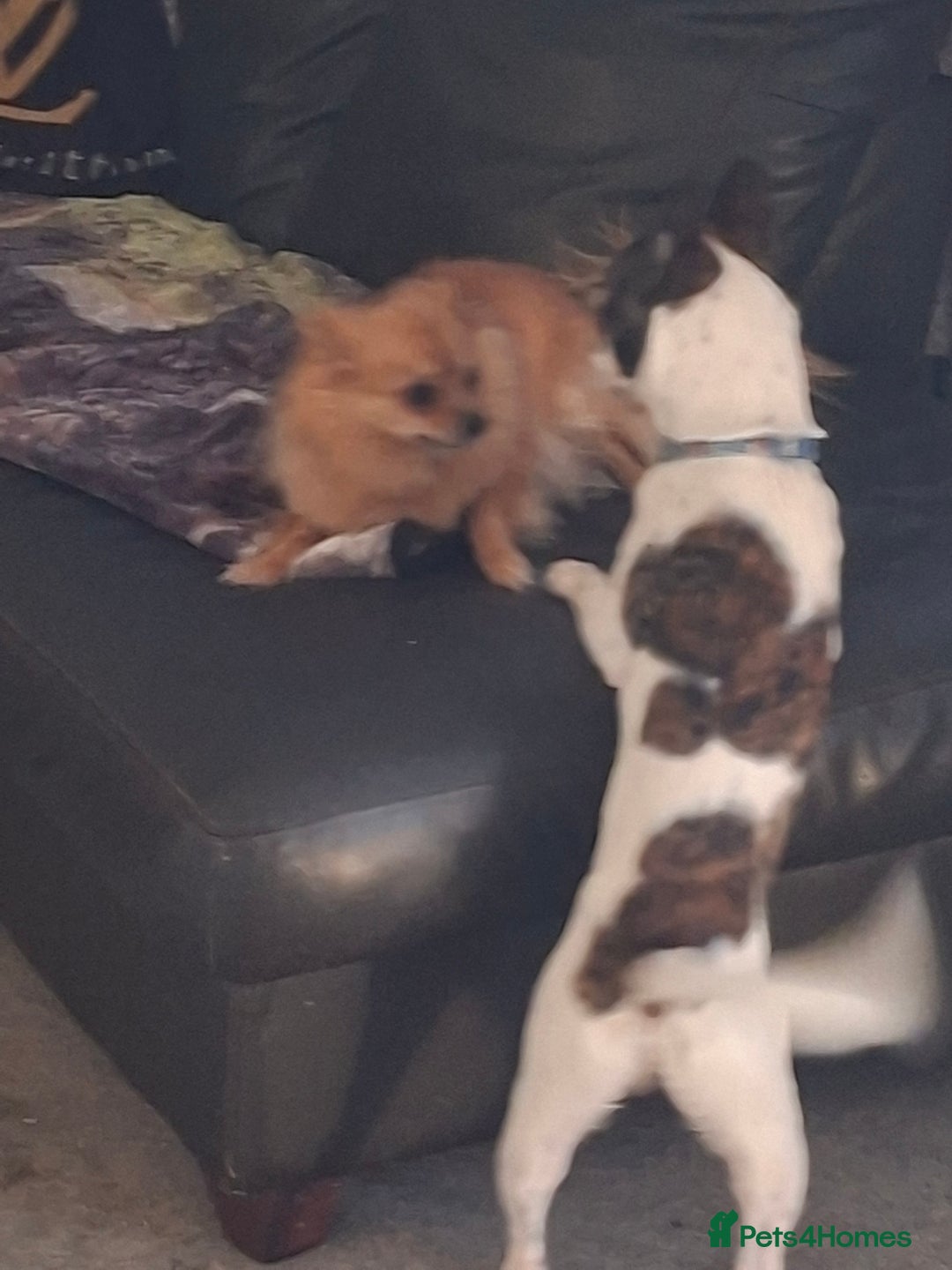 Jug dogs for sale: Pug x jack russell  - Image 4