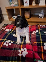 Sprocker dogs Sprocker spaniel pups - Advert 4