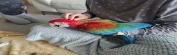 Macaws birds for sale: Gorgeous Baby Greenwing Macaws in Halifax - Advert 5
