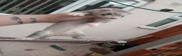 Ferret rodents for sale: Baby ferrets  - Advert 14