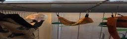 Rat rodents for sale: Female rats in York - Advert 6