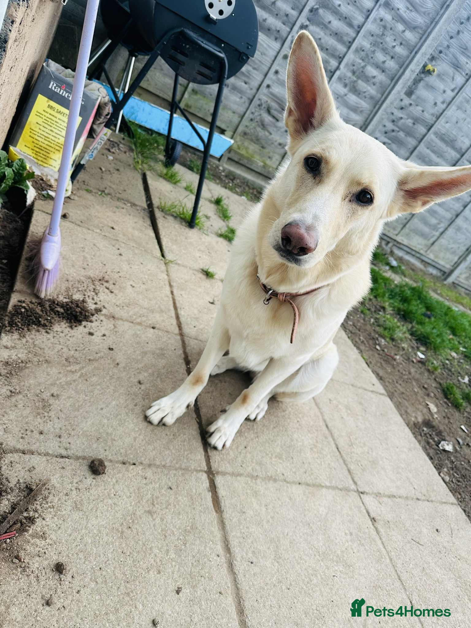 German Shepherd dogs 1 male  - Advert 1