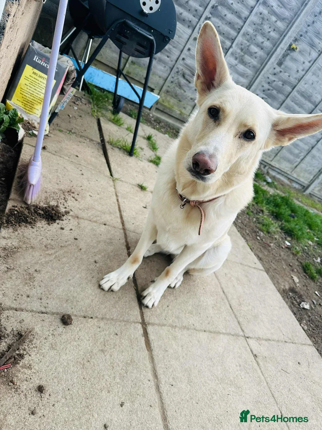 German Shepherd dogs for sale: 1 male  - Advert 1