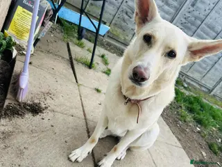 German Shepherd dogs 1 male - Advert 1