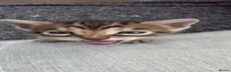 Bengal cats for sale: 🐾 Our beautiful Bengal kittens are now ready in Leicester - Advert 23