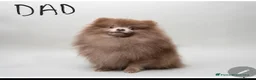 Pomeranian dogs for sale: Stunning blue and lilac mini pomeranian  in Worksop - Advert 5