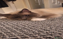 Ragdoll cats for sale: Stunning pure ragdoll male ❤️ - Image 4