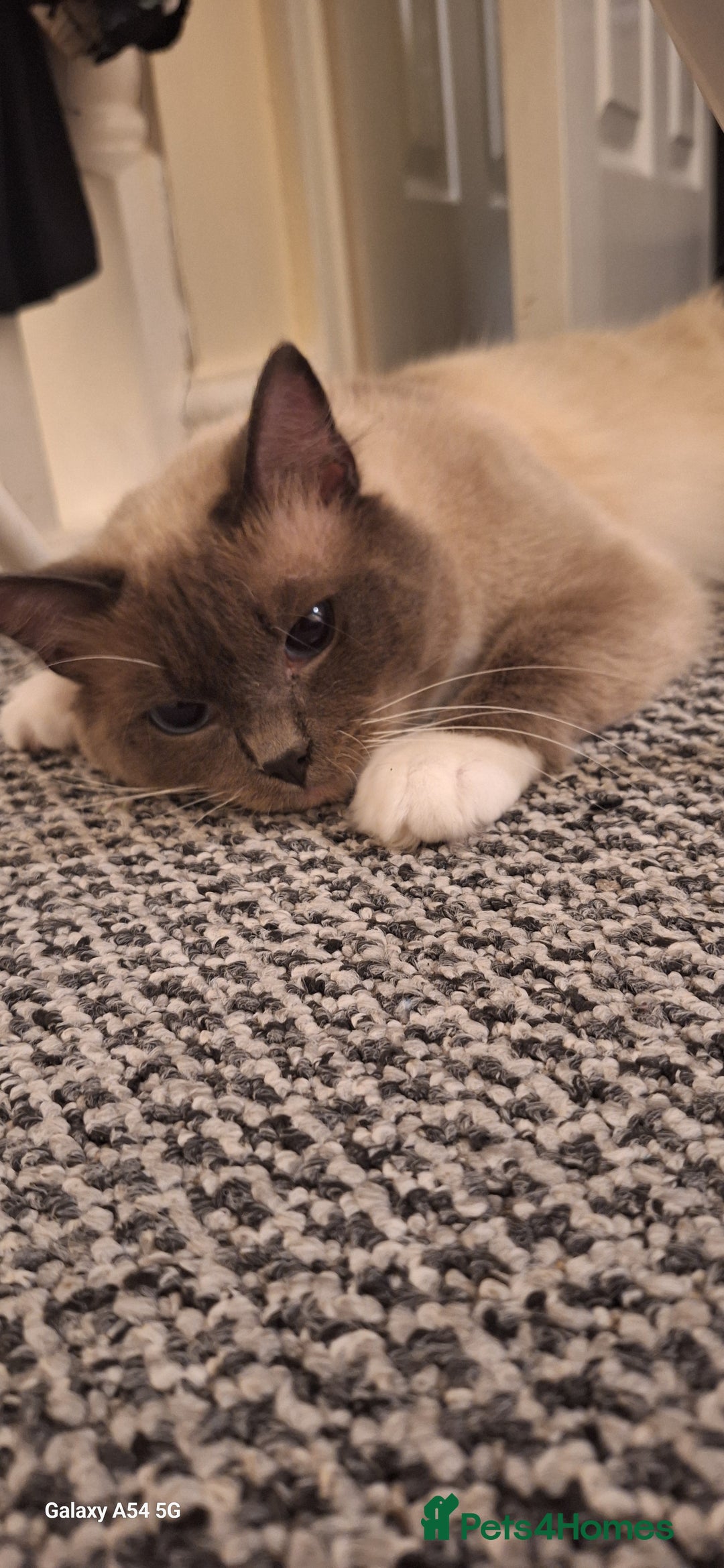 Ragdoll cats for sale: Stunning pure ragdoll male ❤️ - Image 4